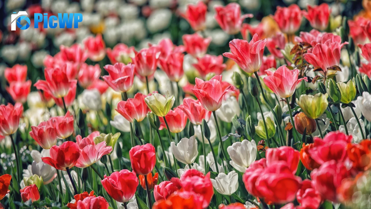 Pink flowers White flowers 4K PC Wallpaper