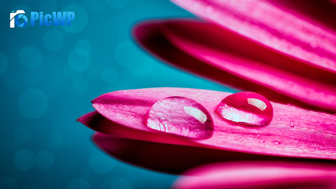 Water droplets Gerbera flower 4K PC Wallpaper