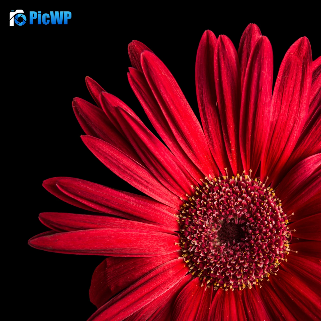 Gerbera Daisy Red flowers 3K Fold Wallpaper