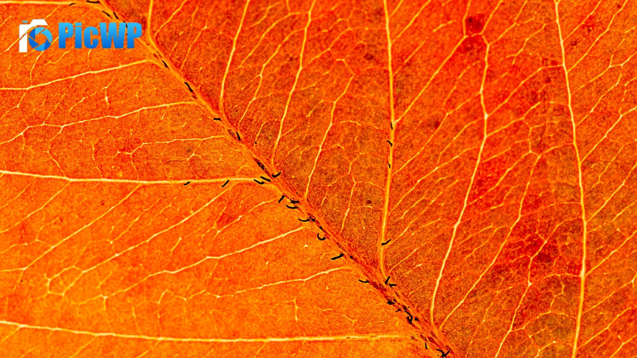 Orange Leaf Macro 4K PC Wallpaper