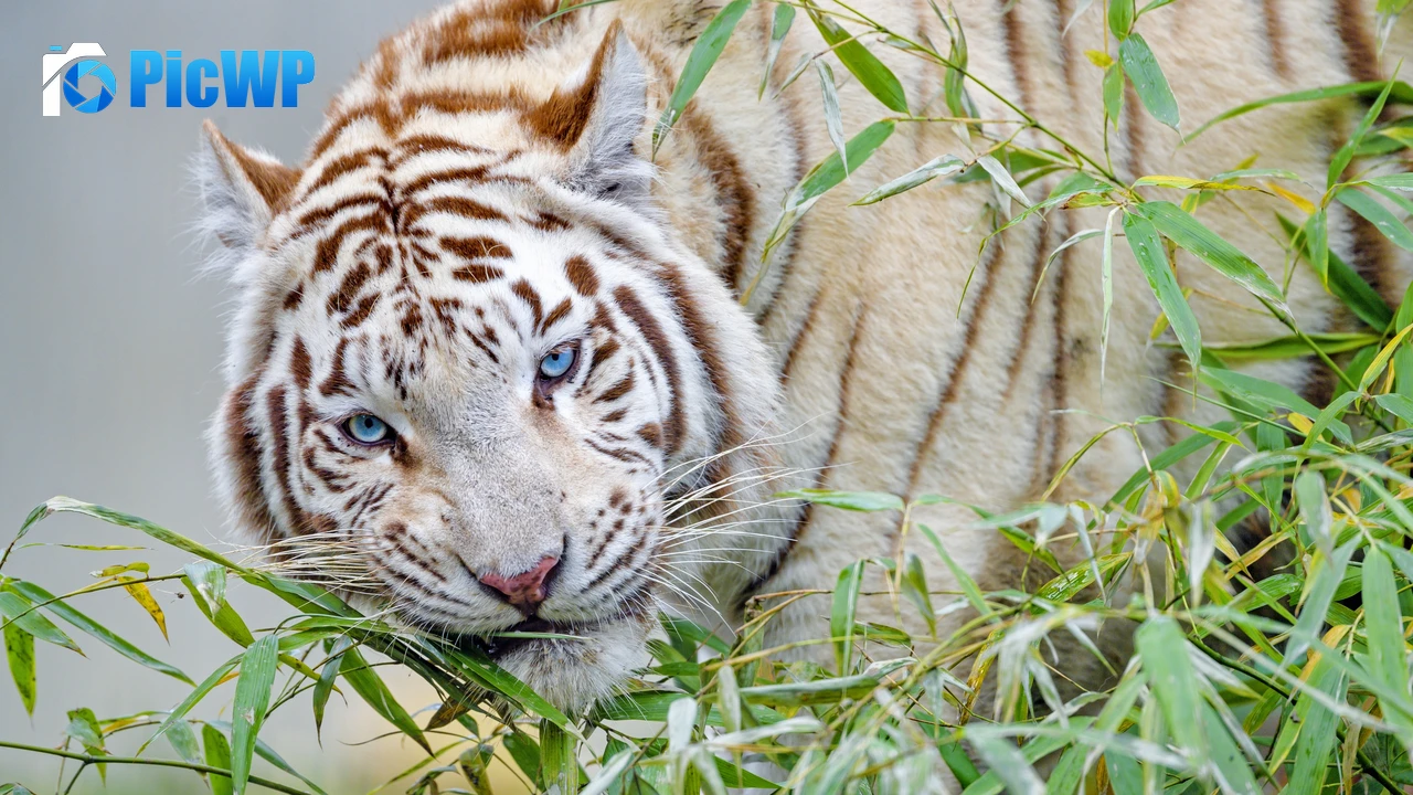 White tiger Bamboo Leaves 4K PC Wallpaper