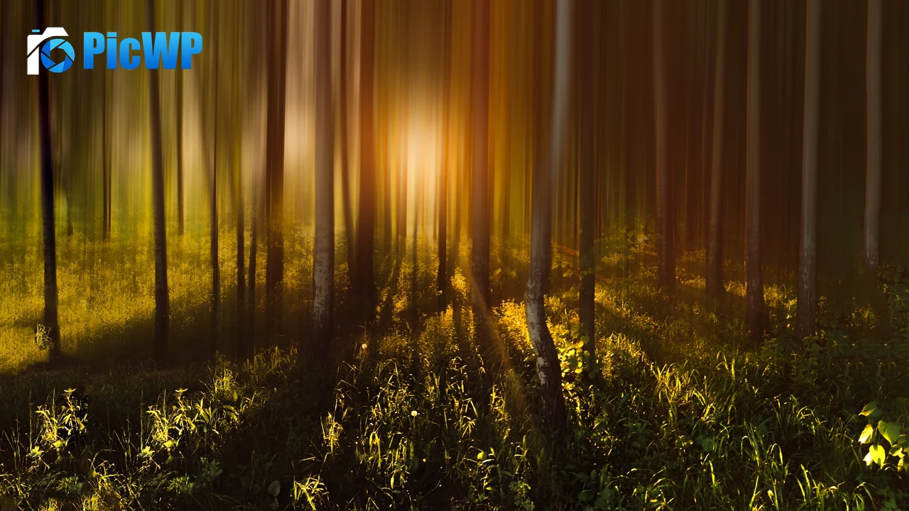 Forest Trees Sunlight 4K PC Wallpaper