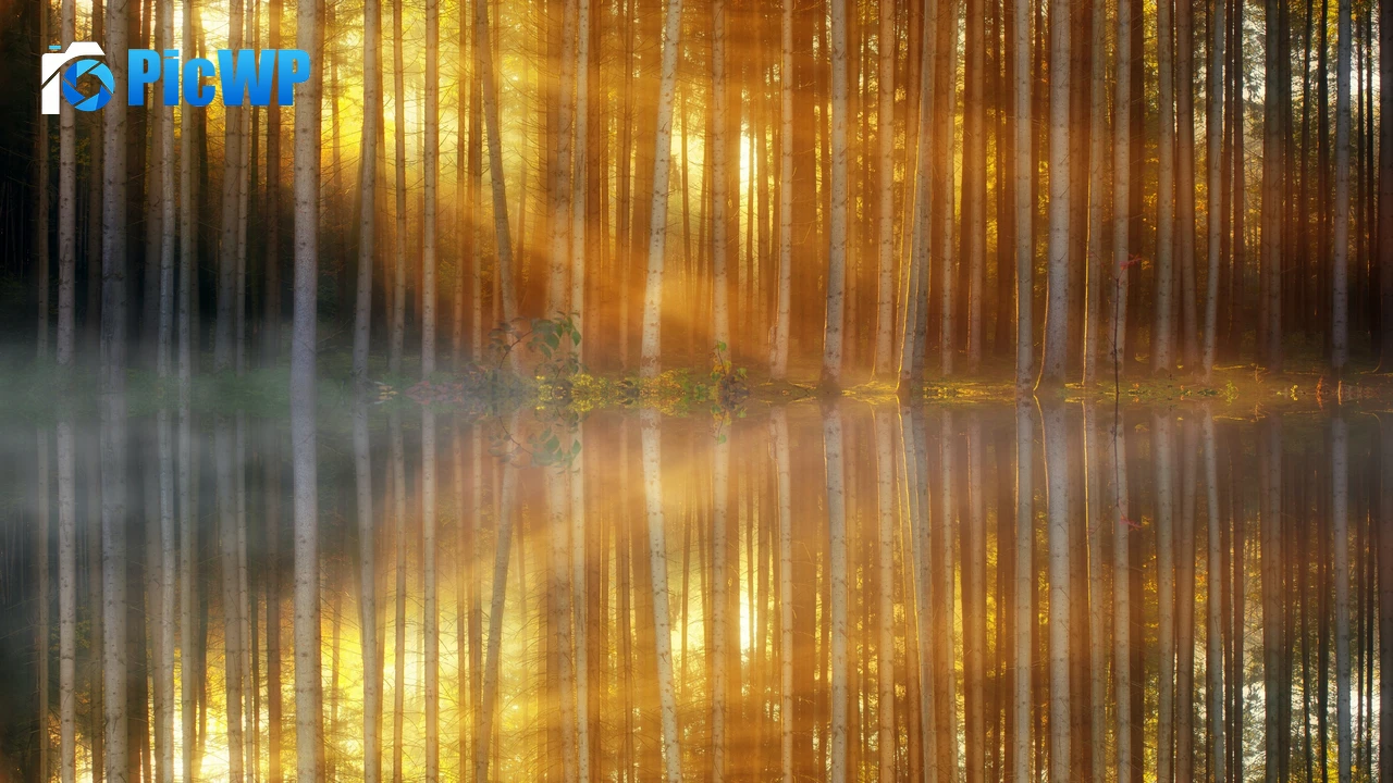 Woodland 4K PC Wallpaper