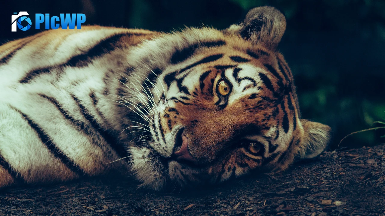 Siberian tiger Staring 4K PC Wallpaper