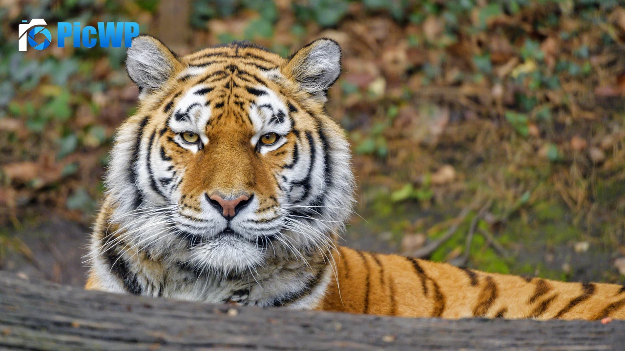 Siberian tigress Big cat 4K PC Wallpaper