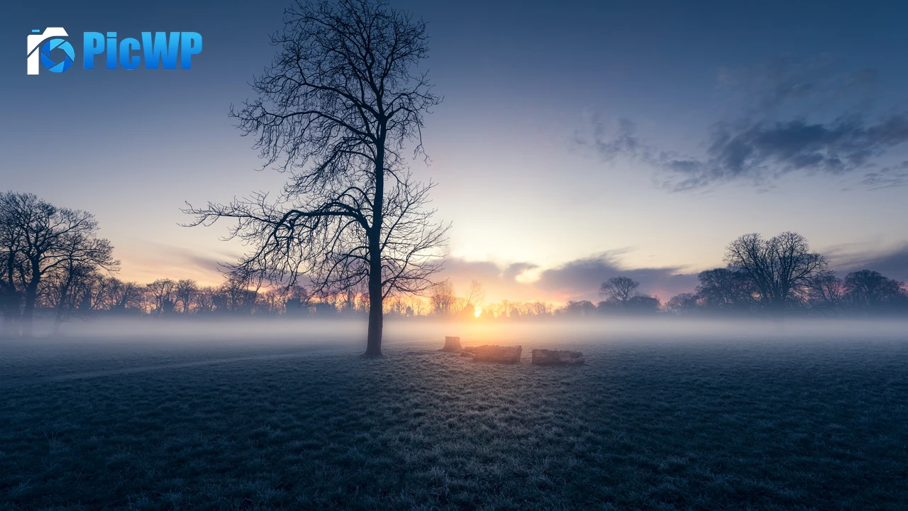 Sunrise Trees 4K PC Wallpaper