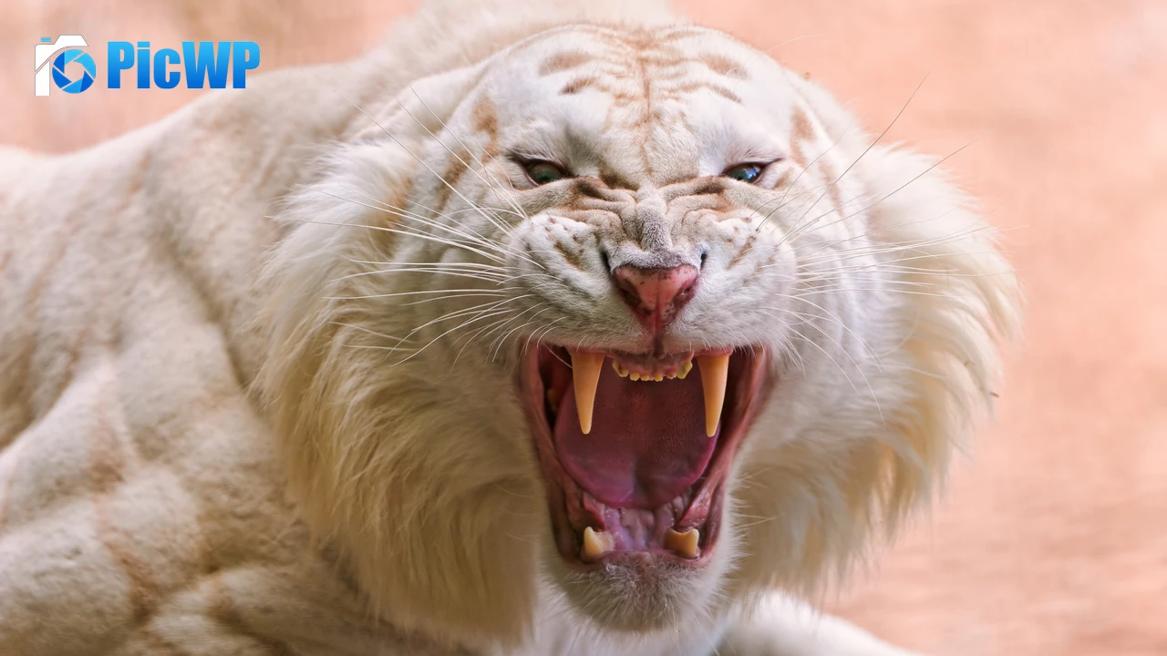 White tiger Roaring 4K PC Wallpaper