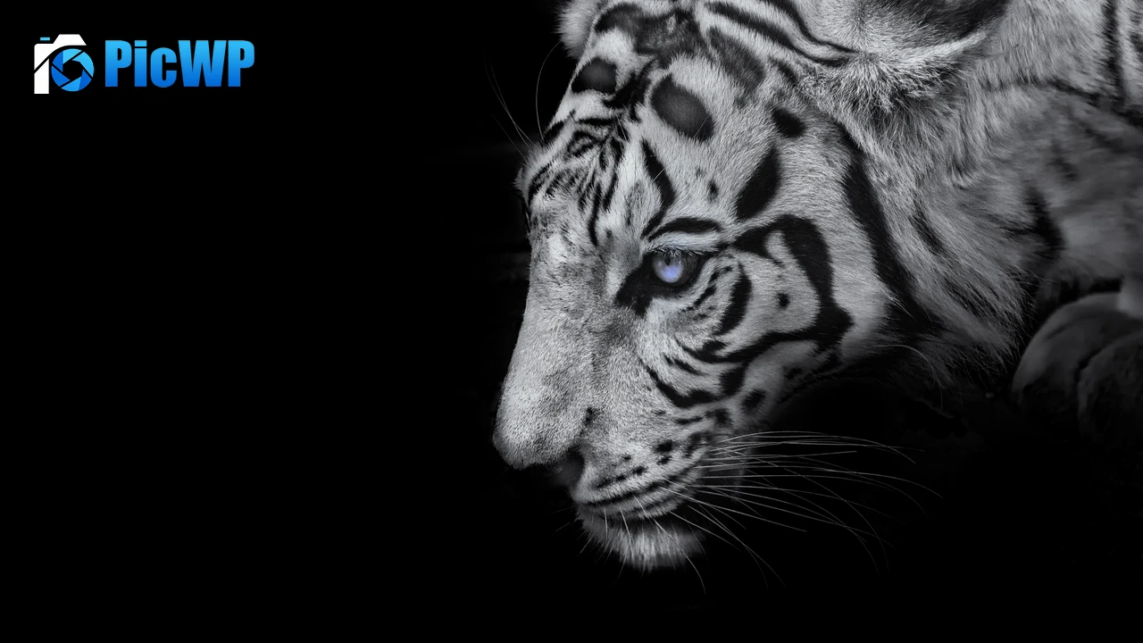 White tiger Black background 4K PC Wallpaper