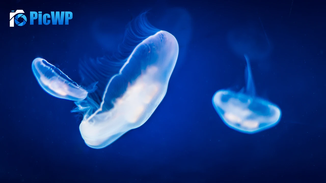 Jellyfishes Underwater 4K PC Wallpaper