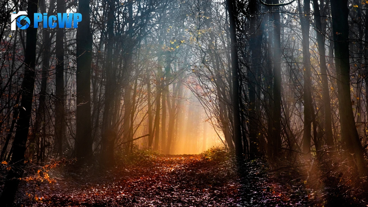 Woodland Early Morning 4K PC Wallpaper