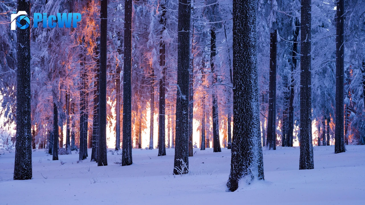 Forest Winter 4K PC Wallpaper