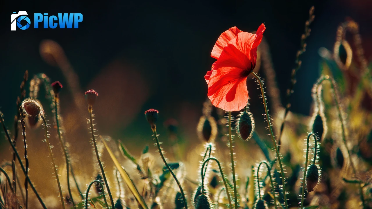 Poppy flower Bloom 4K PC Wallpaper