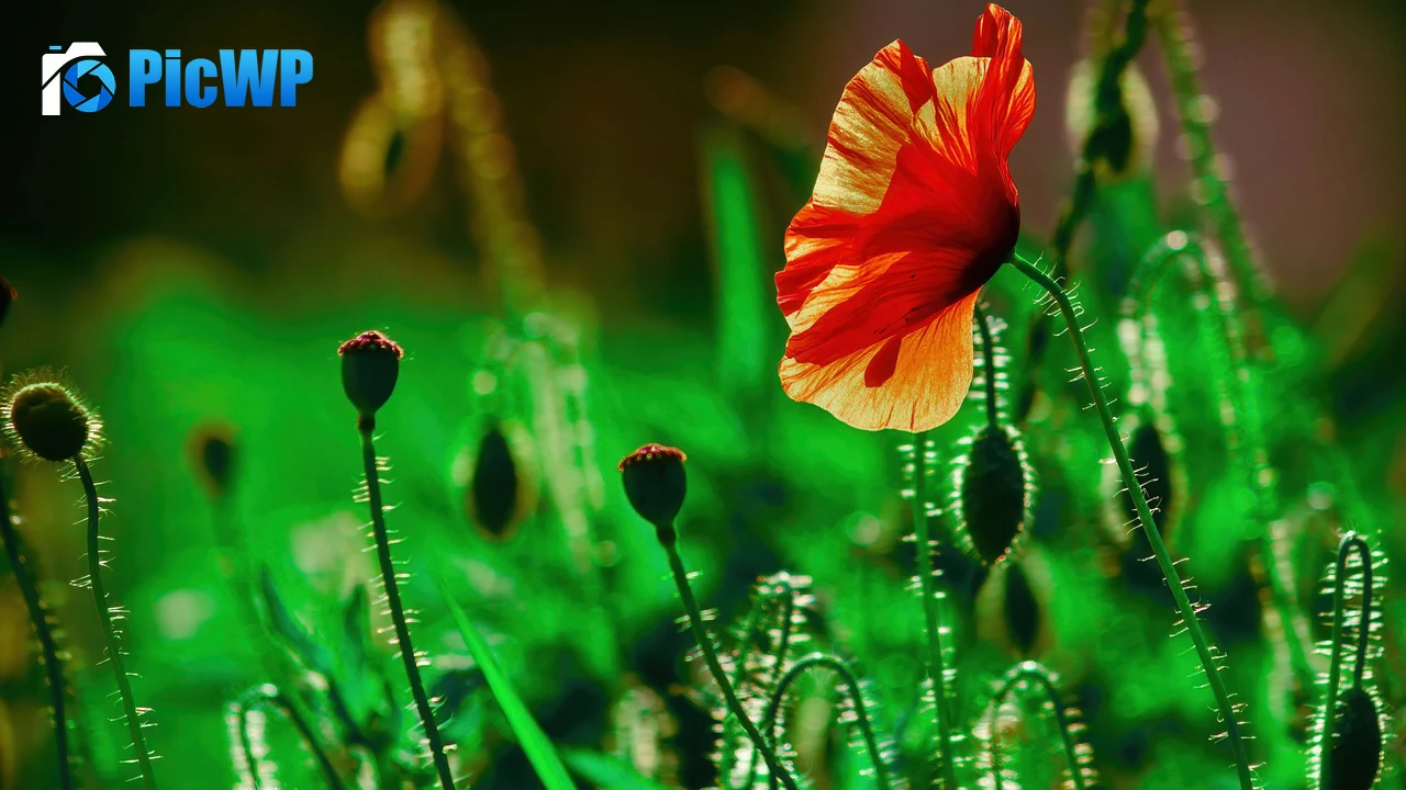 Poppy flower Landscape 4K PC Wallpaper