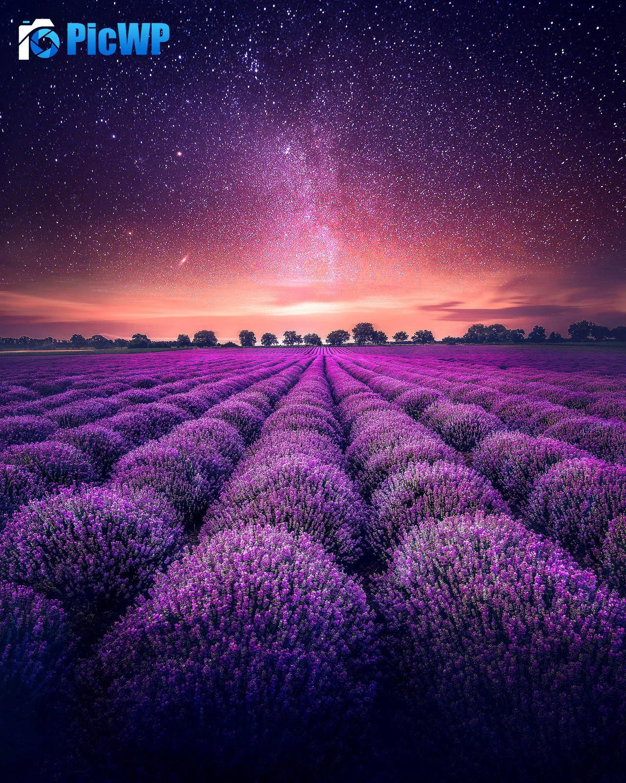 Lavender farm Lavender fields 5K Mobile Wallpaper