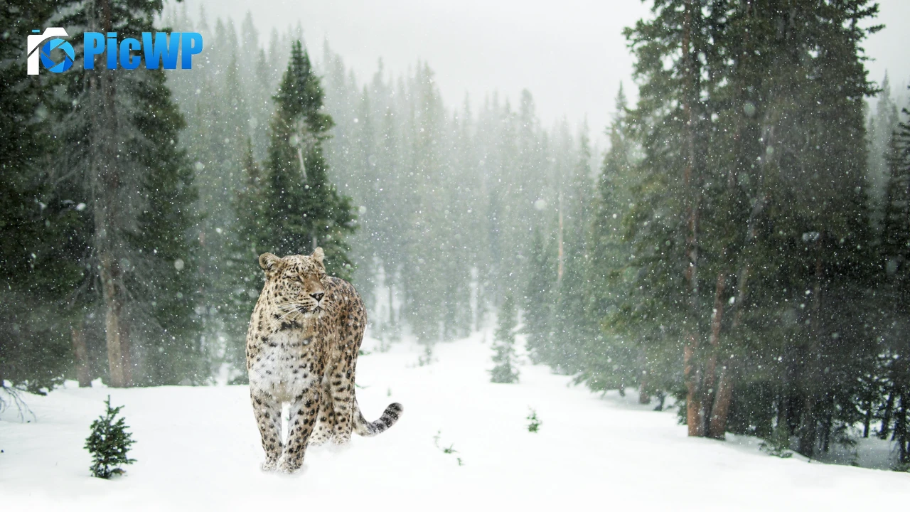 Leopard Snow 4K PC Wallpaper
