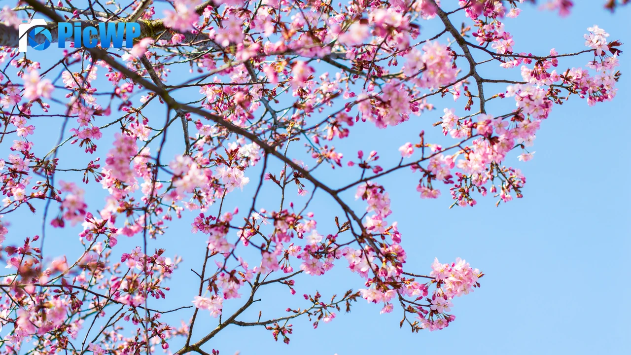 Cherry blossom Spring 4K PC Wallpaper