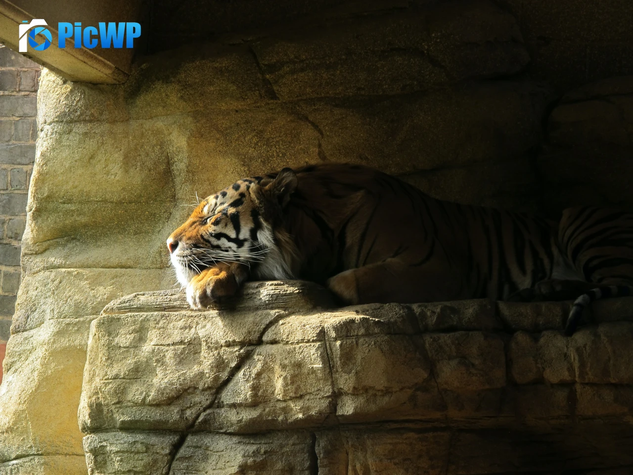 Sleeping Tiger Rock 4K PC Wallpaper