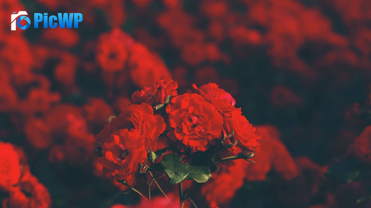 Red flowers Floral 4K PC Wallpaper