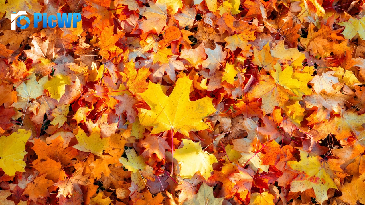 Maple leaves 4K PC Wallpaper