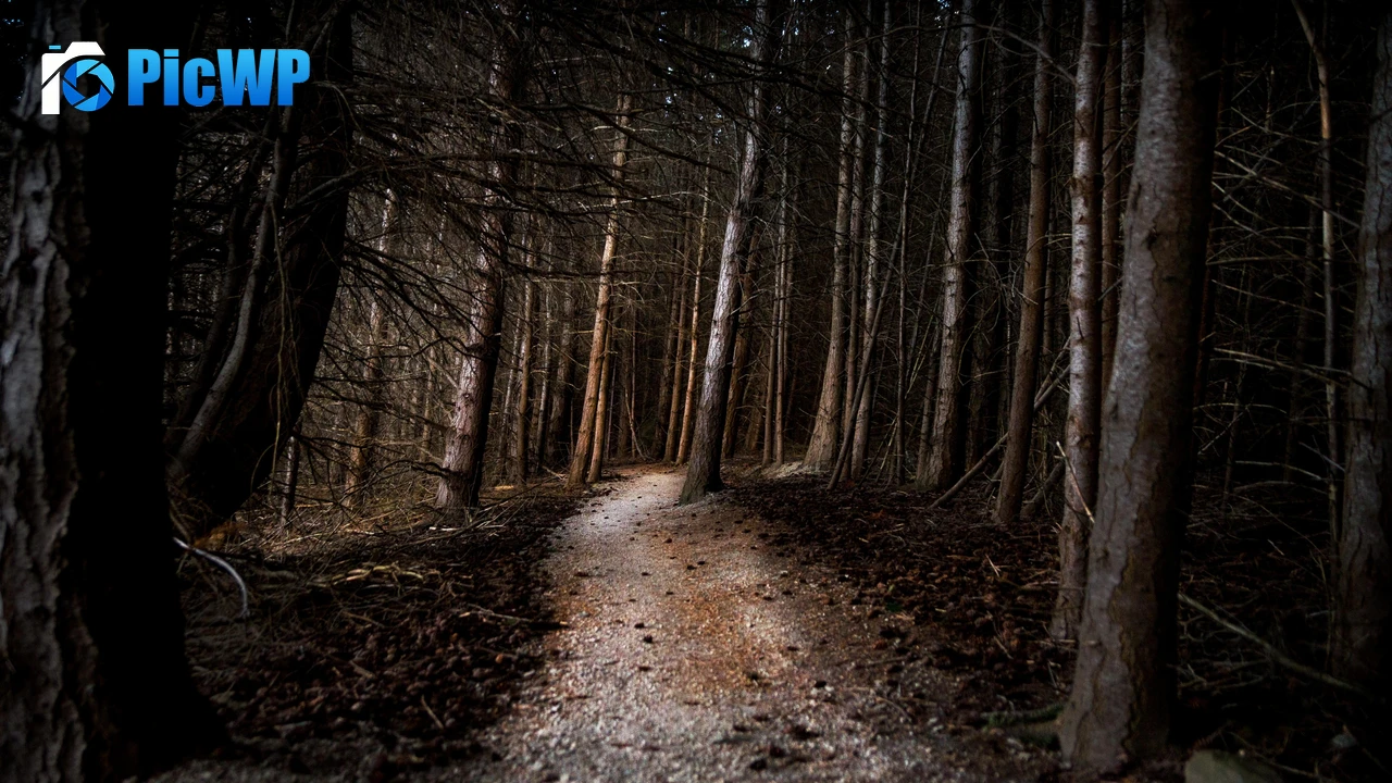 Thick forest Woods 4K PC Wallpaper