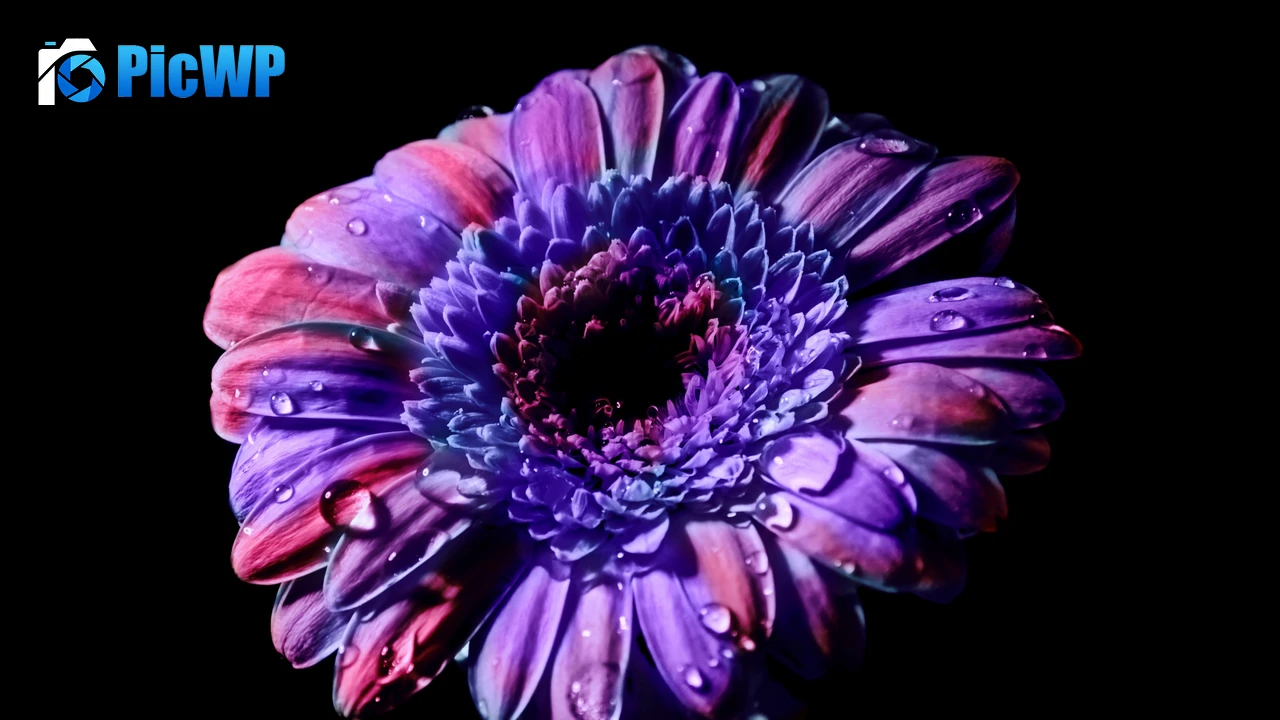 Gerbera Daisy Purple Flower 4K PC Wallpaper