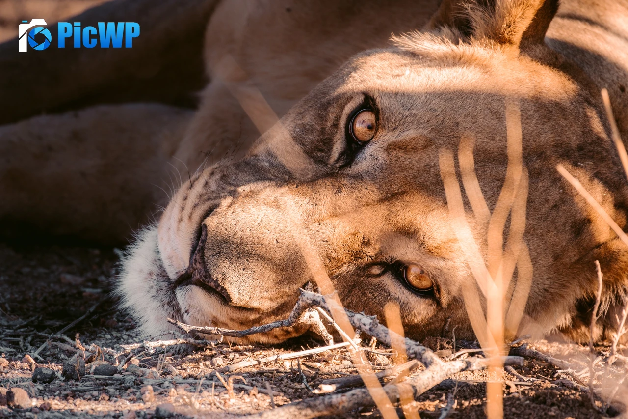 Lioness Stare 4K PC Wallpaper
