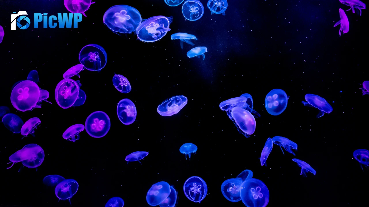Jellyfishes Blue 4K PC Wallpaper