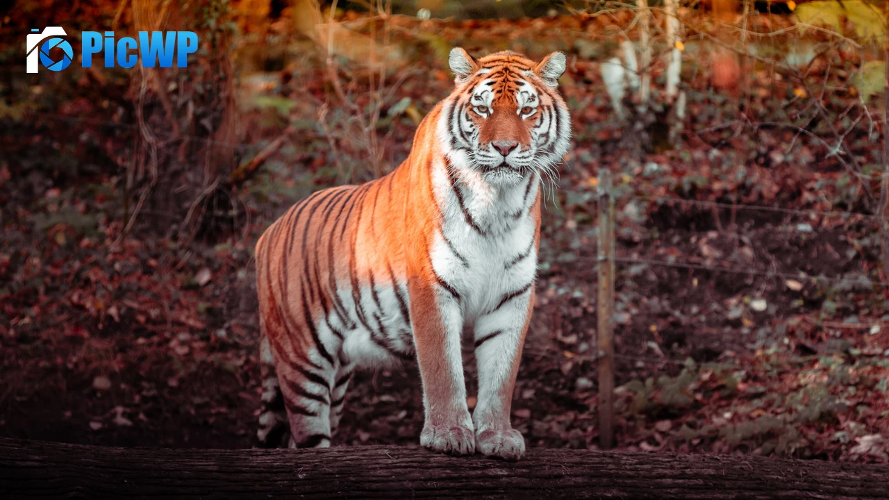 Tiger Panoramic 4K PC Wallpaper