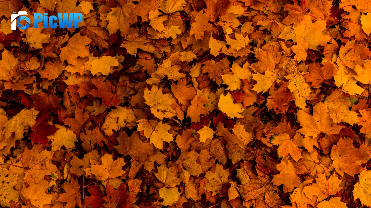 Fallen Leaves Autumn 4K PC Wallpaper