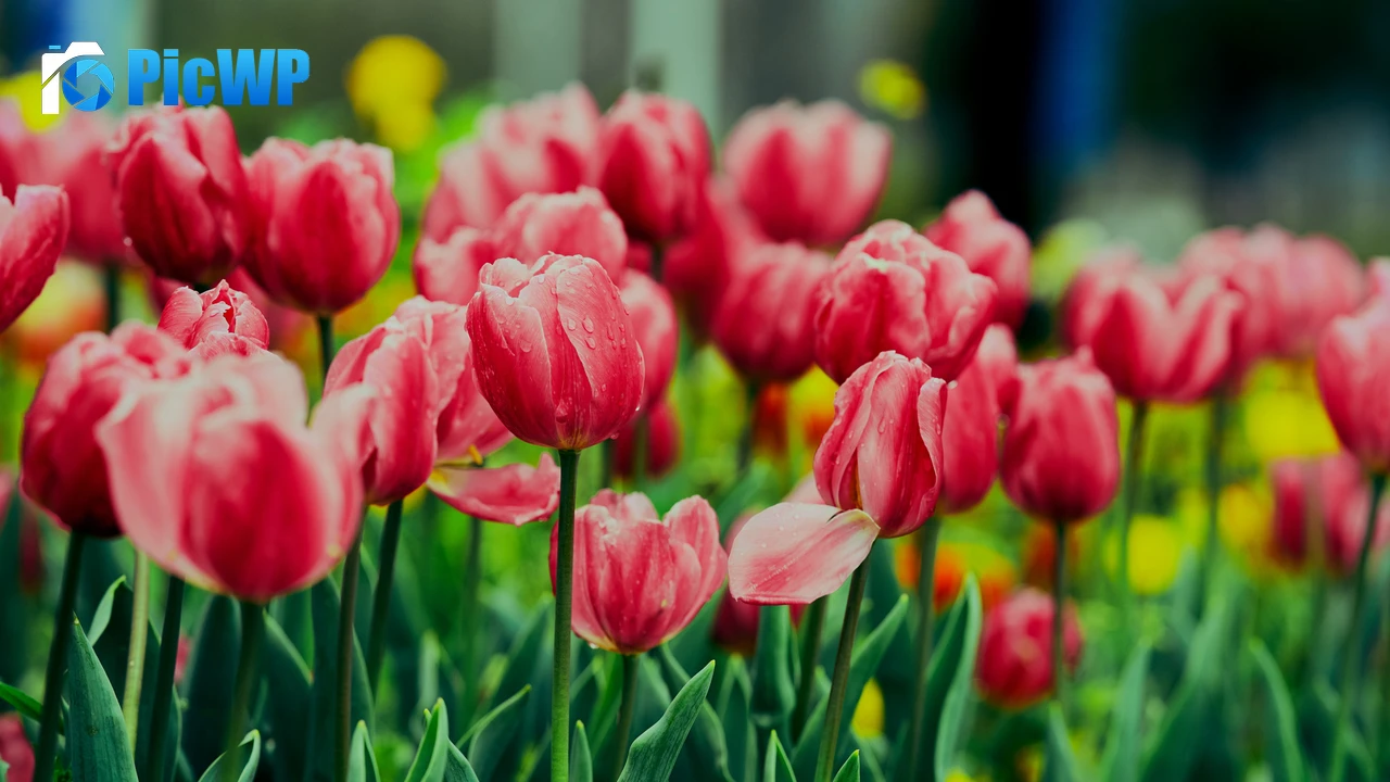 Pink Tulips Flower garden 4K PC Wallpaper