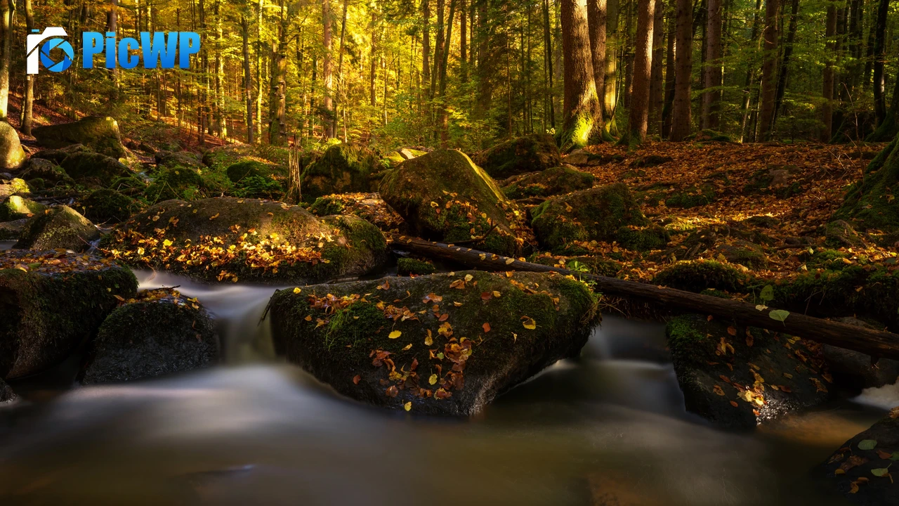 Forest Water Stream 4K PC Wallpaper