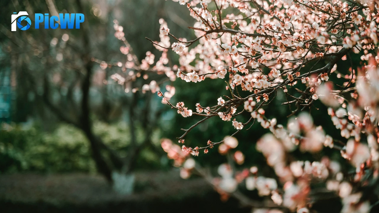 Cherry blossom Bokeh 4K PC Wallpaper