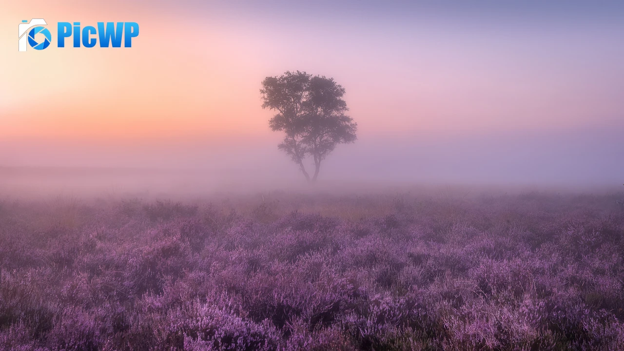Lavender fields Purple 4K PC Wallpaper