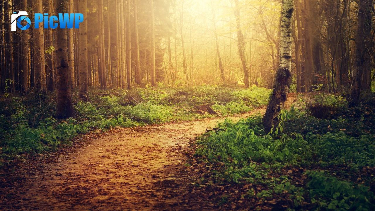 Forest path Sunlight 4K PC Wallpaper