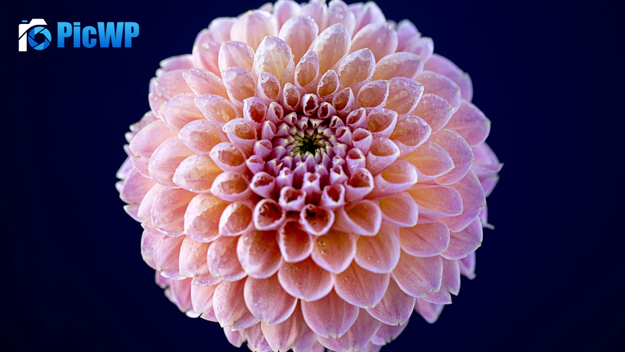Chrysanthemum flowers Pink flower 4K PC Wallpaper