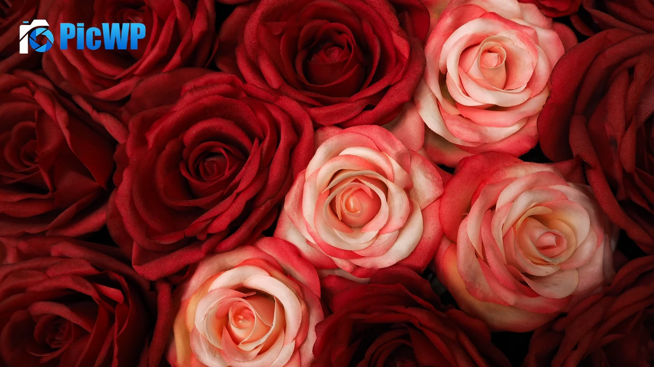 Red Roses White Roses 4K PC Wallpaper