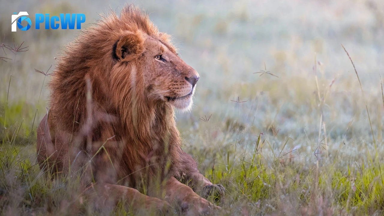 Lion Predator 4K PC Wallpaper
