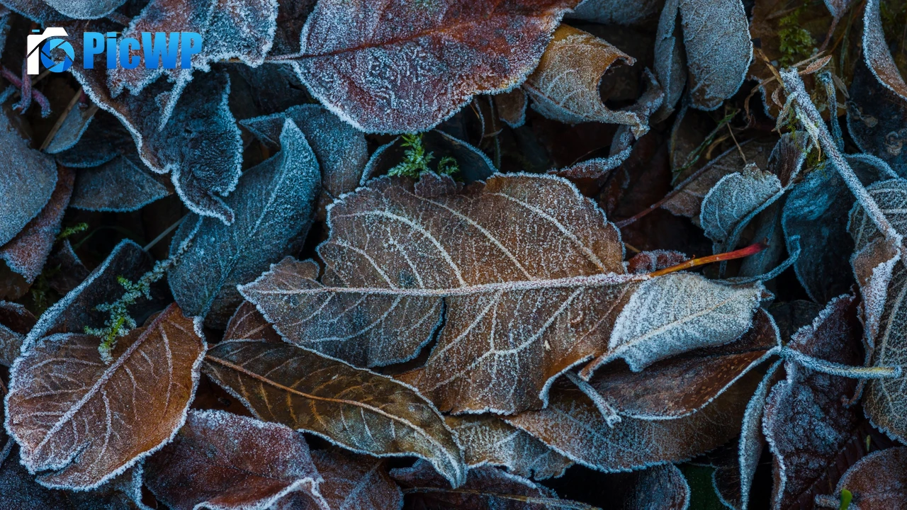 Frozen Leaves Winter 4K PC Wallpaper