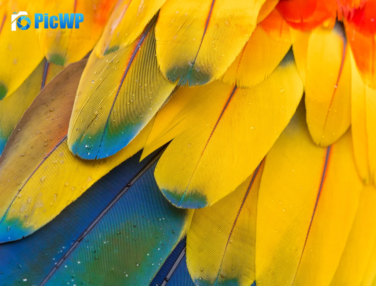 Macaw Feathers Pattern 4K PC Wallpaper