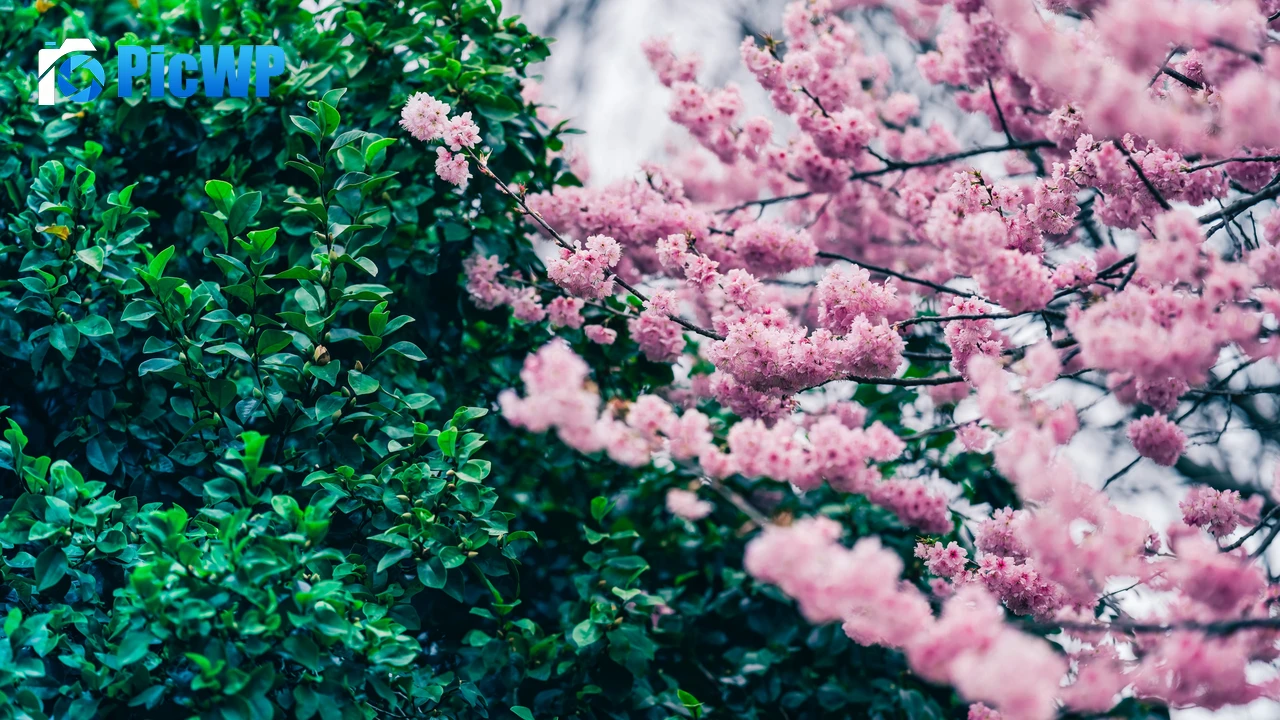 Cherry blossom Green leaves 4K PC Wallpaper