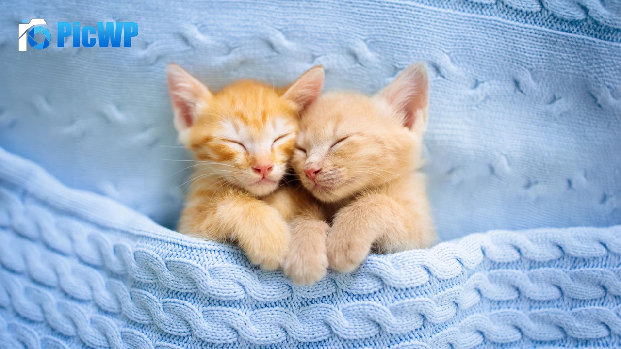 Cute Kittens Sleeping 4K PC Wallpaper