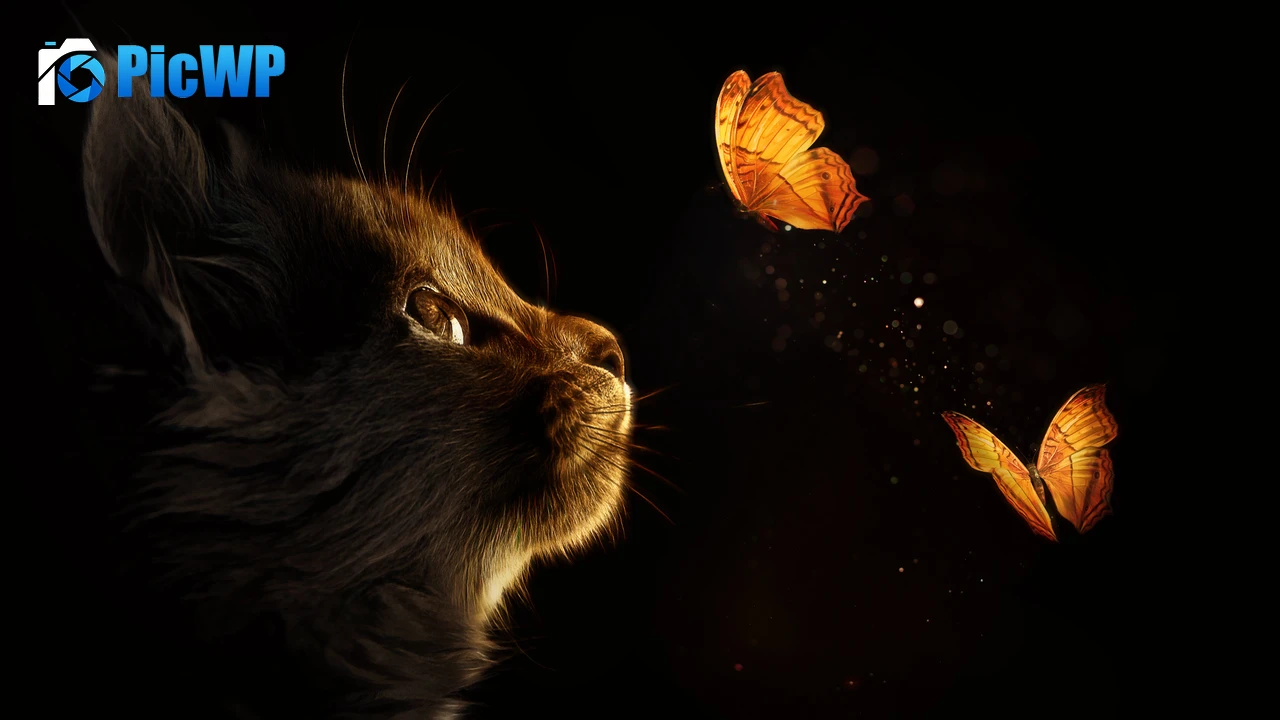 Kitten Cat 4K PC Wallpaper