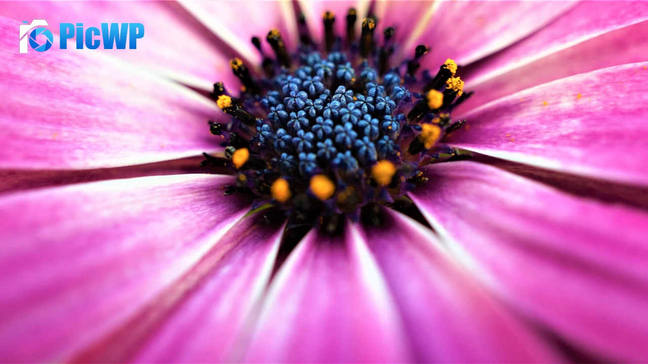 Pink Daisy Closeup 4K PC Wallpaper