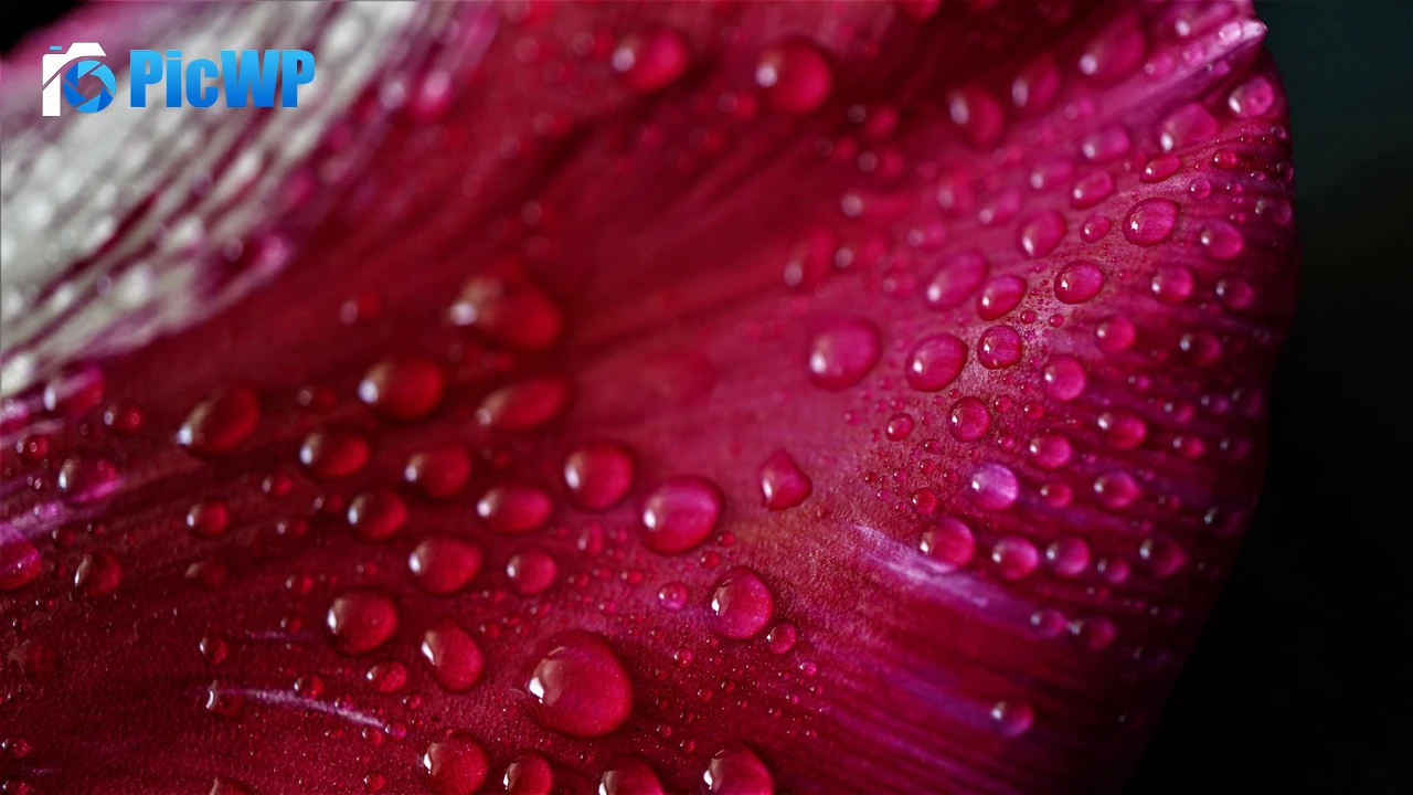 Pink Tulip Petal Tulip flower 4K PC Wallpaper