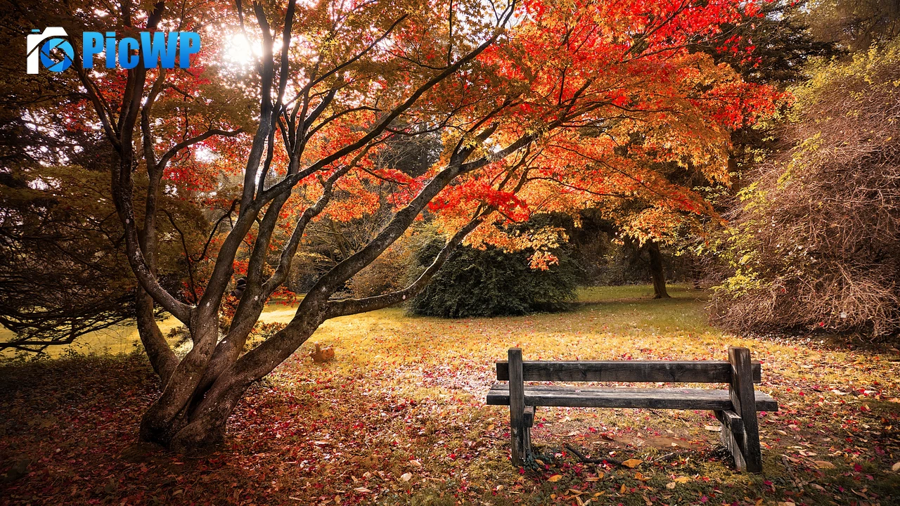 Maple trees Autumn leaves 4K PC Wallpaper