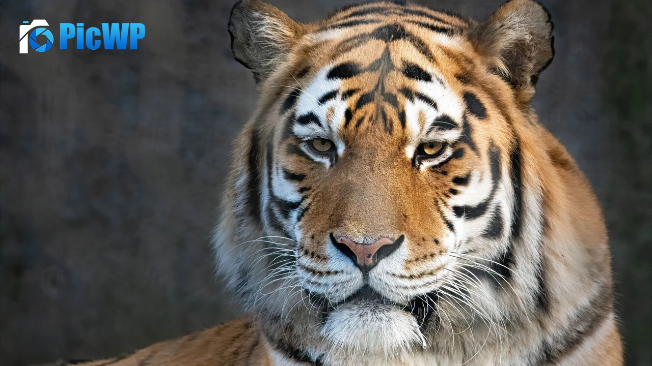 Bengal Tiger Portrait 4K PC Wallpaper