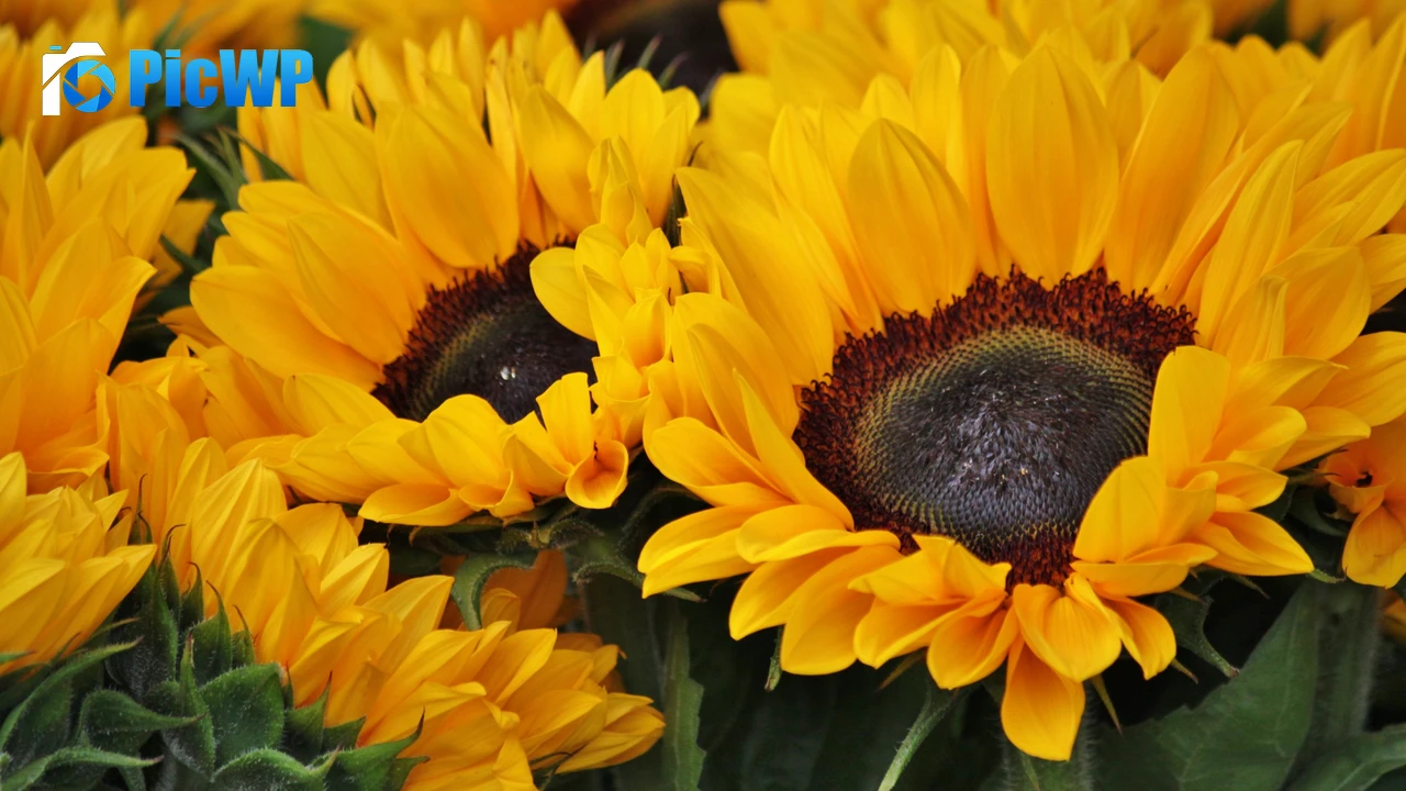 Sunflowers Blossom 4K PC Wallpaper