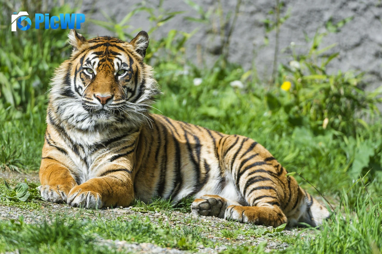 Sumatran tiger Big cat 4K PC Wallpaper
