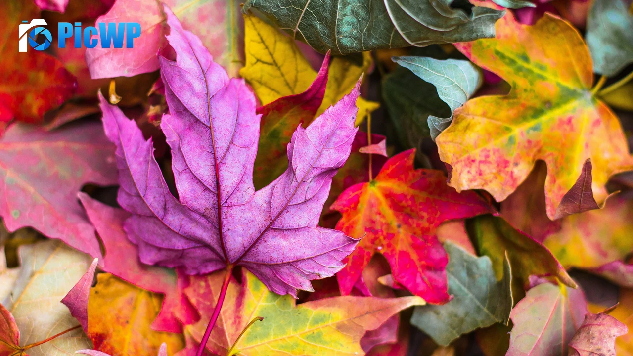 Maple leaves Purple leaf 4K PC Wallpaper