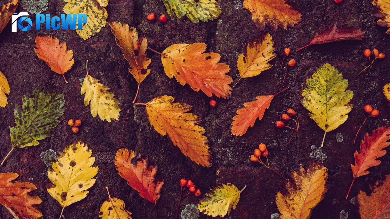 Autumn leaves Foliage 4K PC Wallpaper
